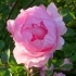 Englische Rose 'Brother Cadfeal'